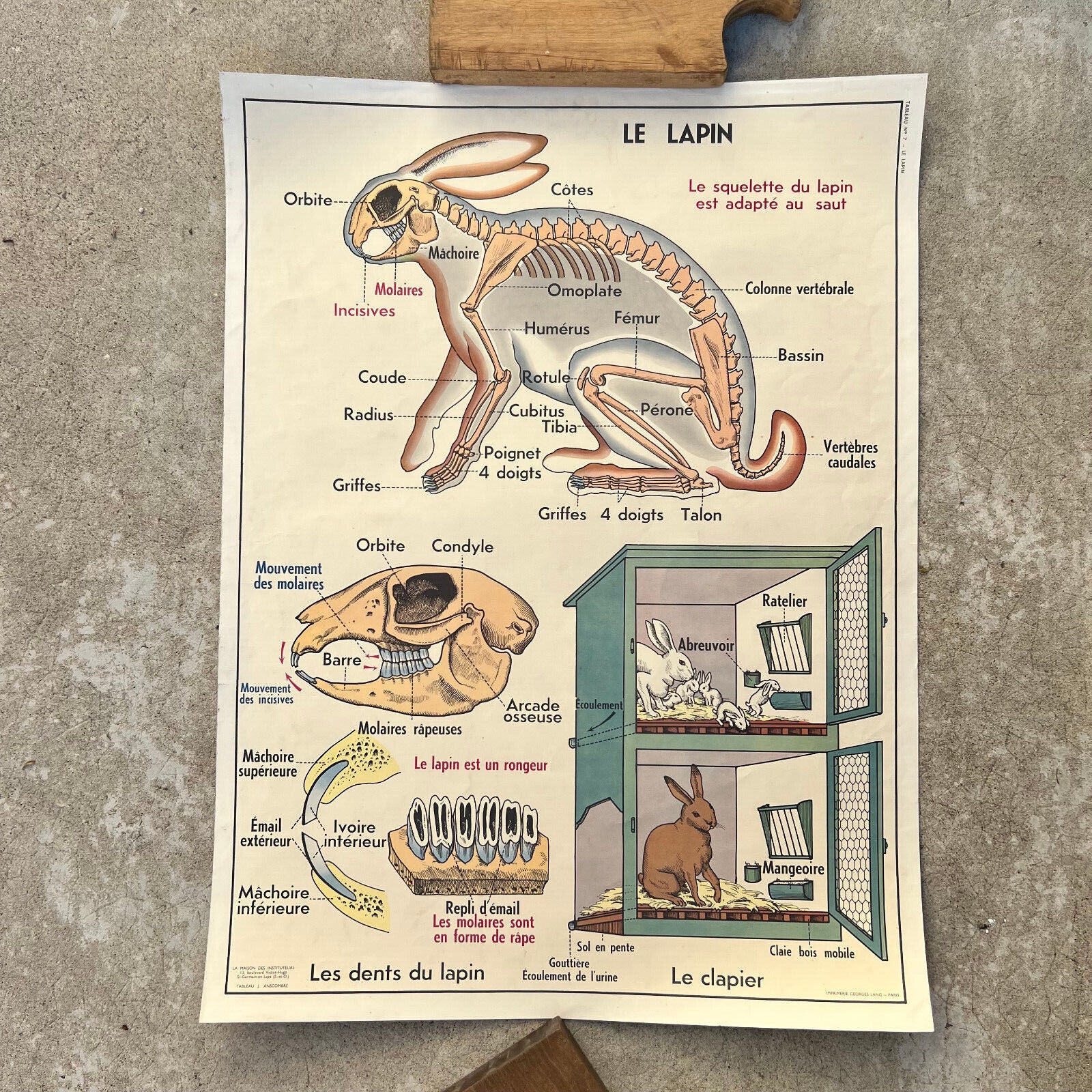 French vintage school poster rabbit bat two sided animal anatomy 18092220 - Fleamarketfrance