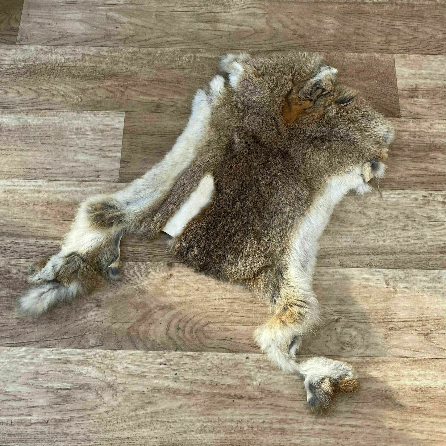 French Taxidermy Pelt Vintage Animal Hide Fur Natural 21x13 16062119 Fleamarketfrance