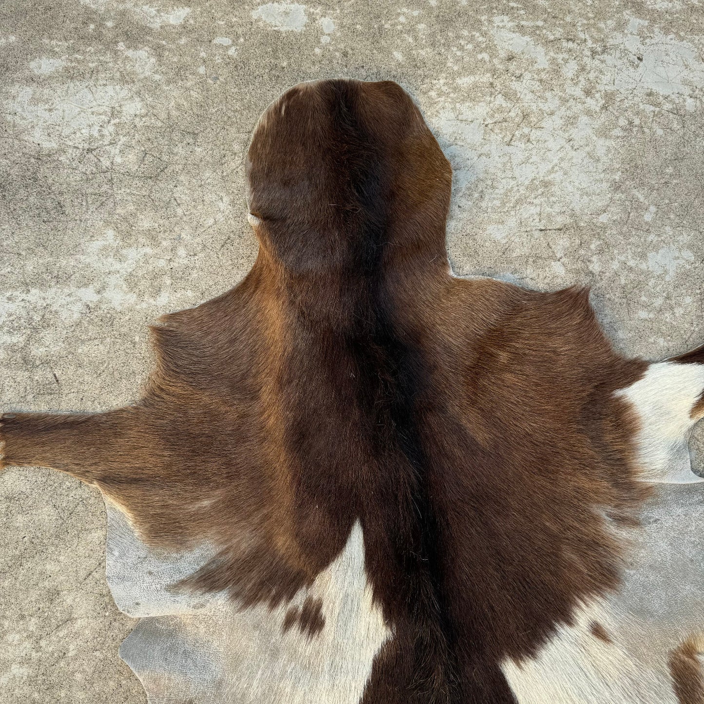 Vintage French Cowhide Rug Brown White Hair On Hide 41x21 0208248 Fleamarketfrance
