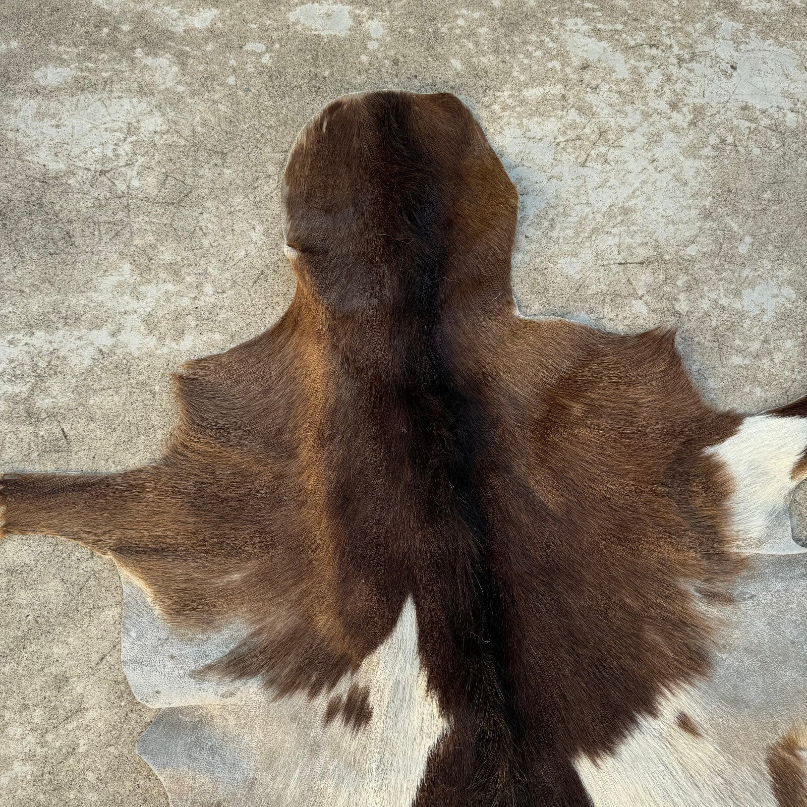 Vintage French Cowhide Rug Brown White Hair On Hide 41x21 0208248 Fleamarketfrance