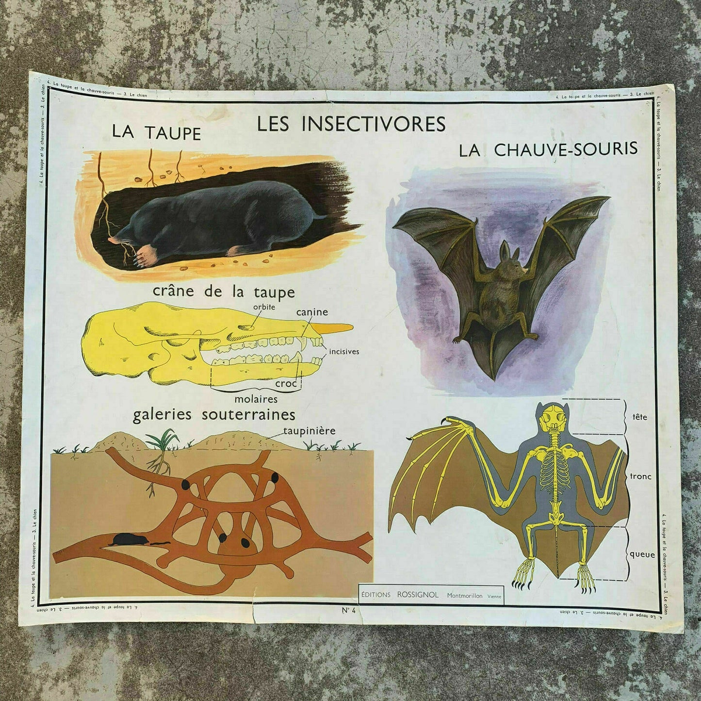 Vintage French School Poster Dog Anatomy Educational Rossignol 19071911 Fleamarketfrance