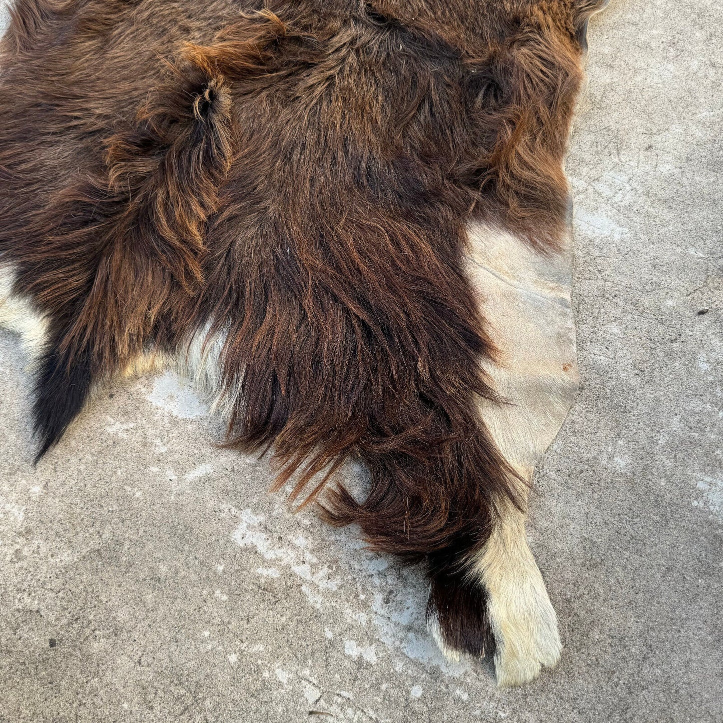 French Taxidermy animal Fur pelts Skin leather 02082410 - Fleamarketfrance