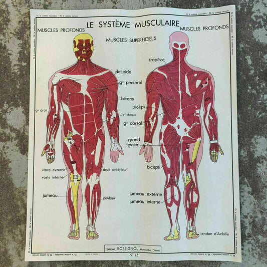 French Anatomy Poster Vintage Educational ROSSIGNOL School Chart 1907199 Fleamarketfrance