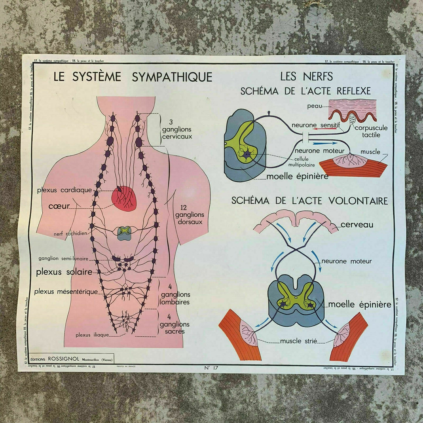 ROSSIGNOL MDI Vintage French School Poster anatomy Two Sides SKIN 1907196 - Fleamarketfrance