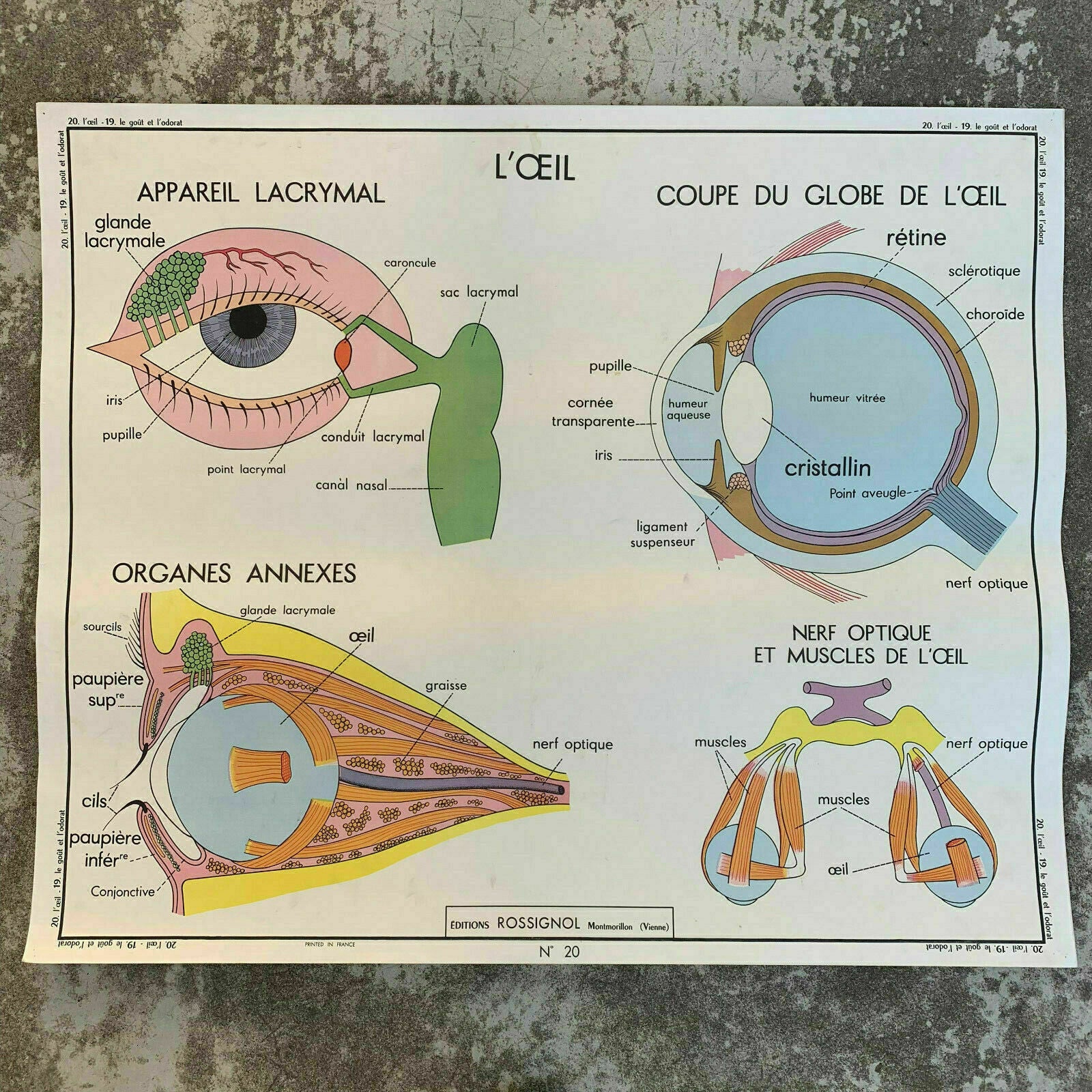 ROSSIGNOL MDI Vintage French School Poster anatomy Two Sides EYE 1907197 - Fleamarketfrance