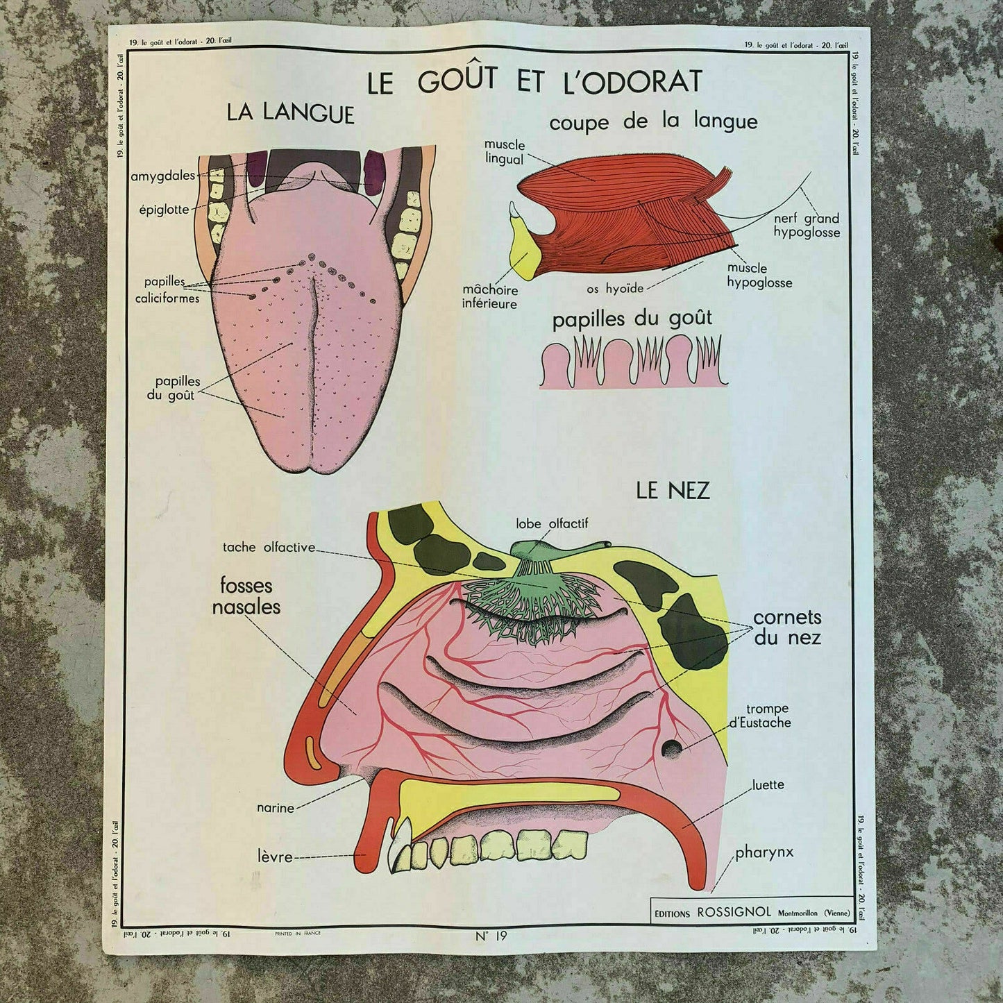 ROSSIGNOL MDI Vintage French School Poster anatomy Two Sides EYE 1907197 - Fleamarketfrance