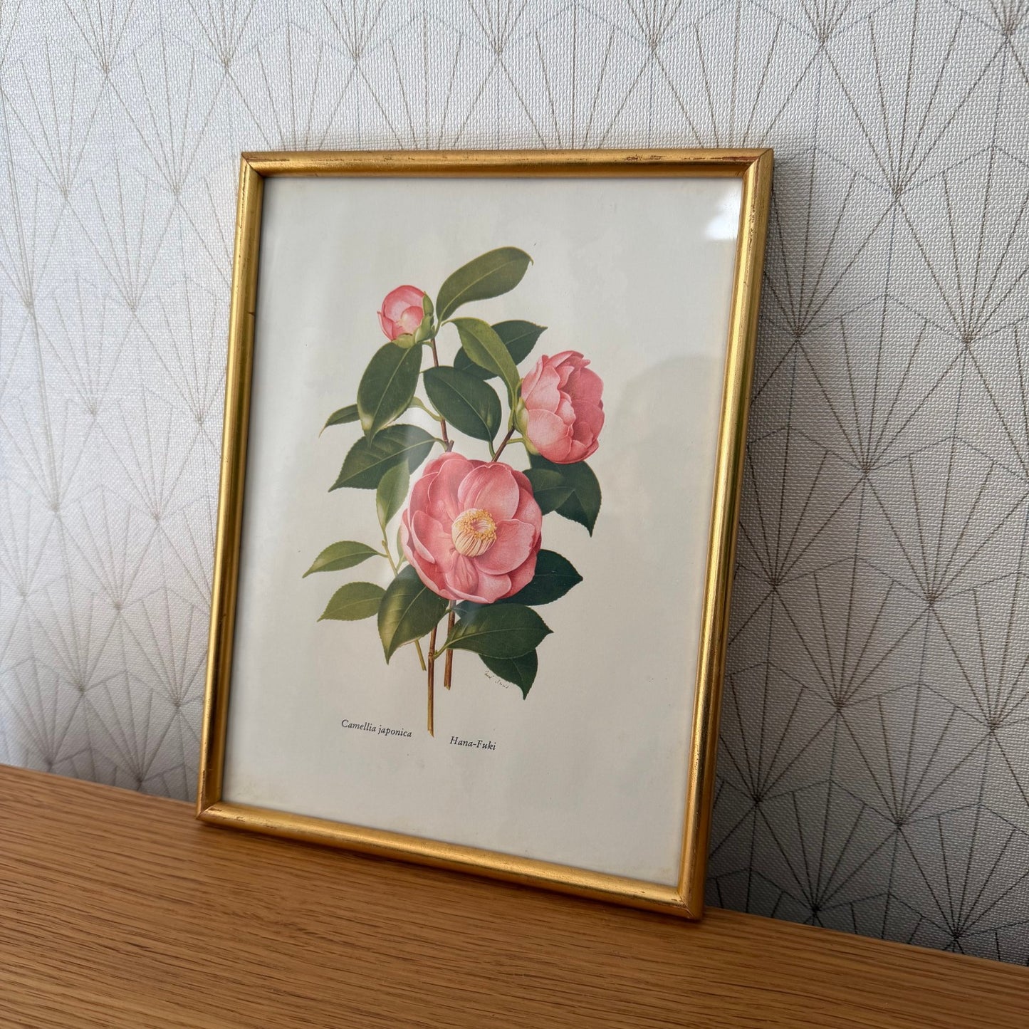 French Botanical Print Camellia Japonica Gold Framed Vintage Artwork 2409257 Fleamarketfrance : French vintage and antique decor