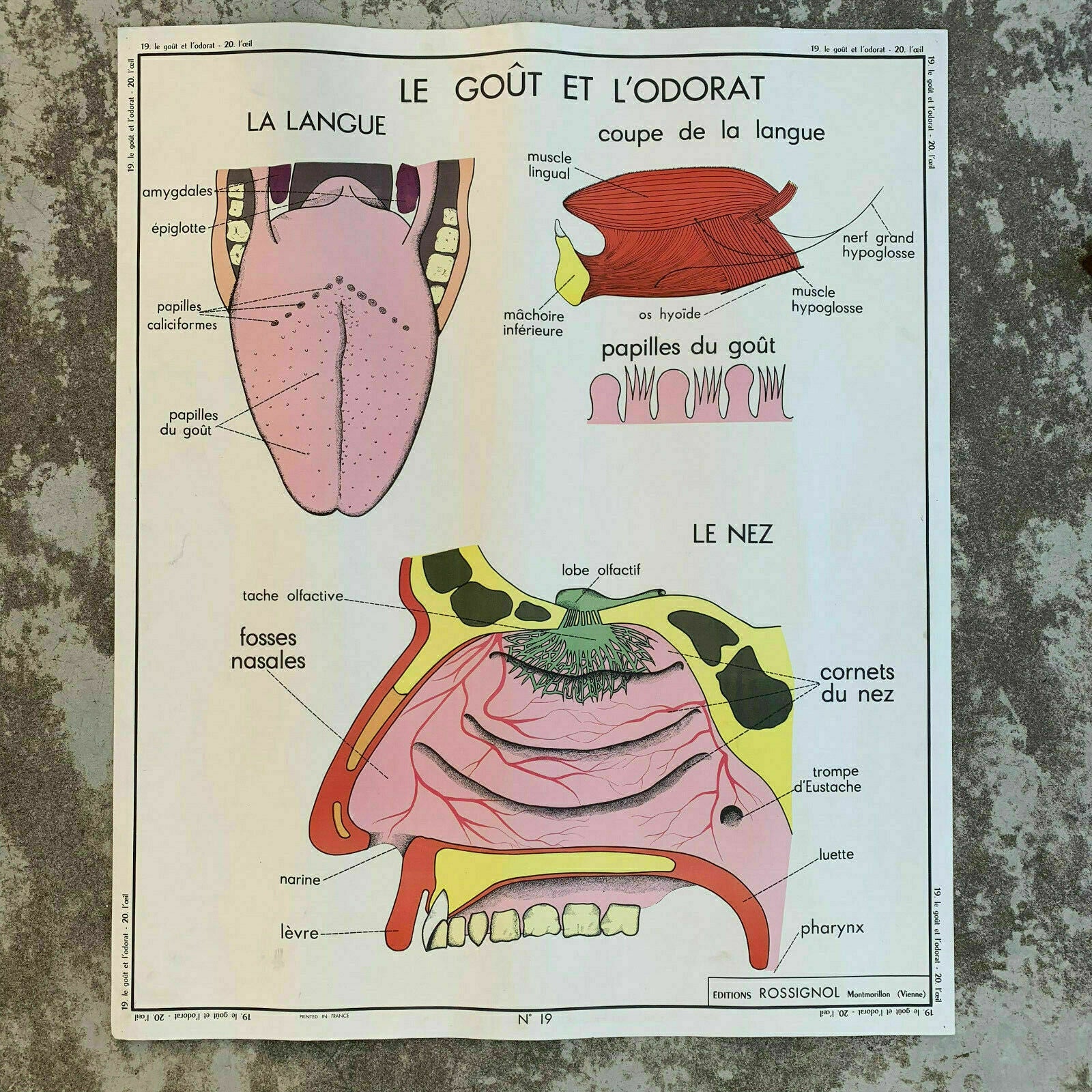 French Anatomy Poster Vintage School Educational Eye Nose Rossignol 1907197 Fleamarketfrance