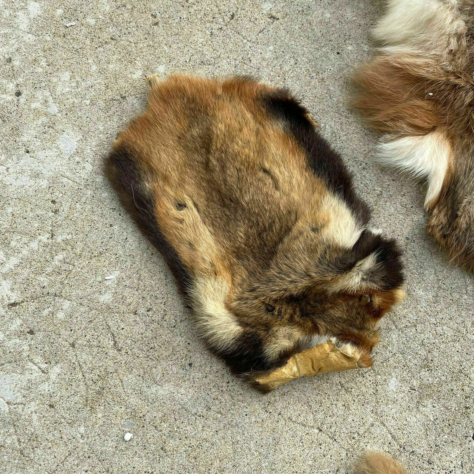 French Vintage Fur Pelts Rabbit Guinea Pig Taxidermy Skins 26032014 Fleamarketfrance