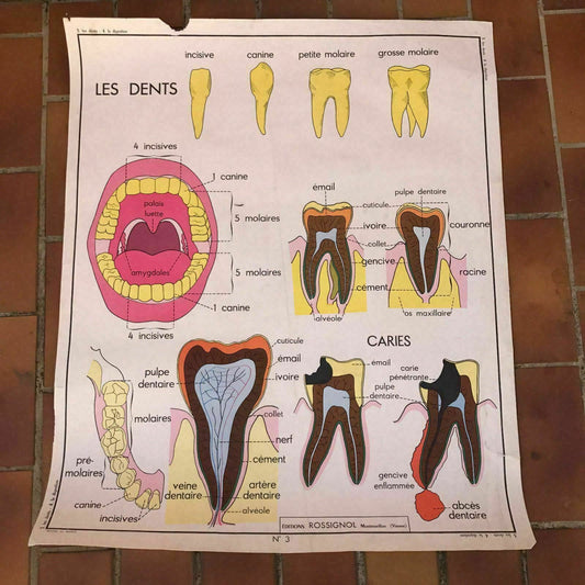 ROSSIGNOL MDI Vintage French School Poster anatomy Two Sides 1960's 19 TEETH - Fleamarketfrance