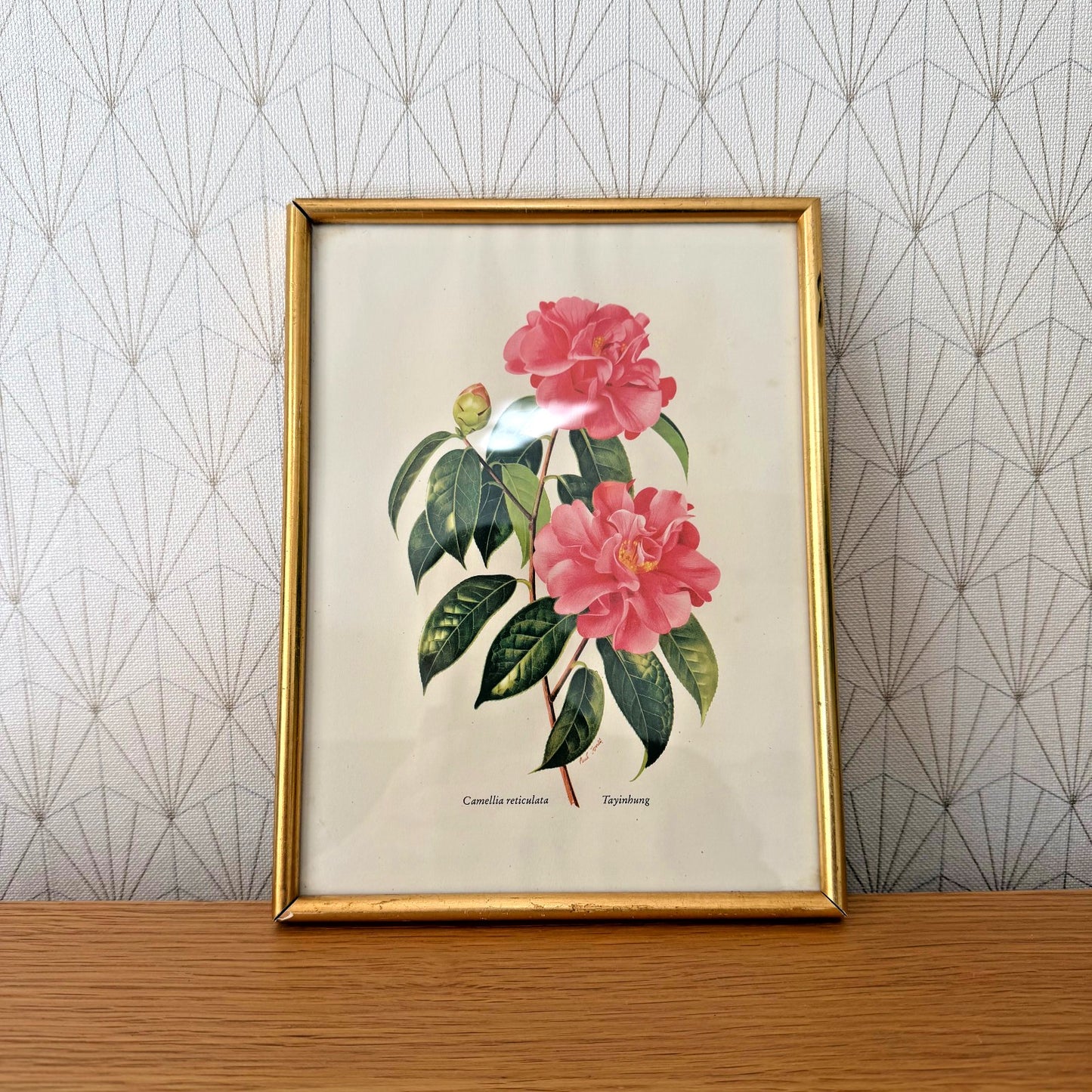 French Botanical Print Pink Camellia Gold Frame Vintage Art 2409256 Fleamarketfrance : French vintage and antique decor