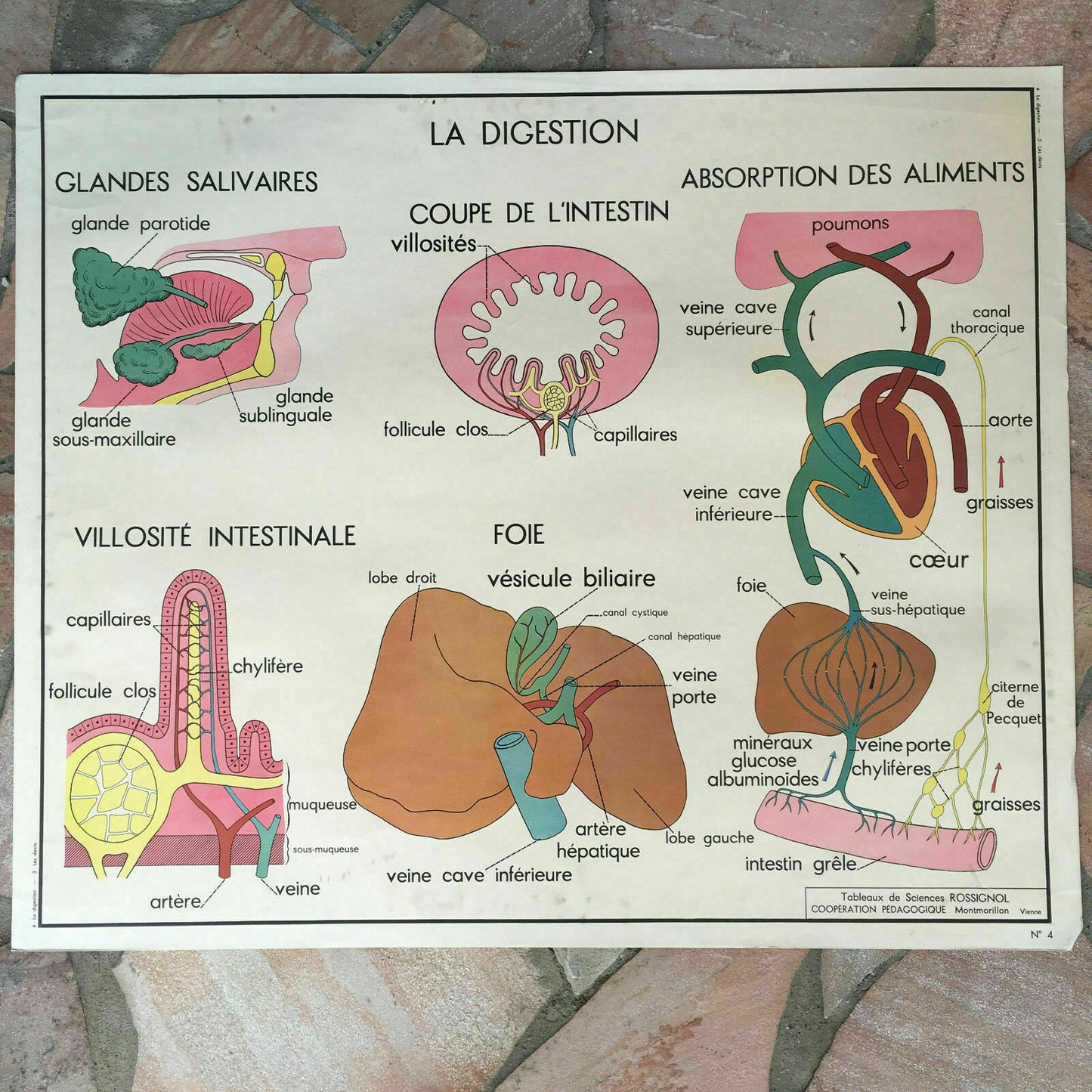 French School Anatomy Poster Teeth Digestion Rossignol 1960s 03021815 Fleamarketfrance