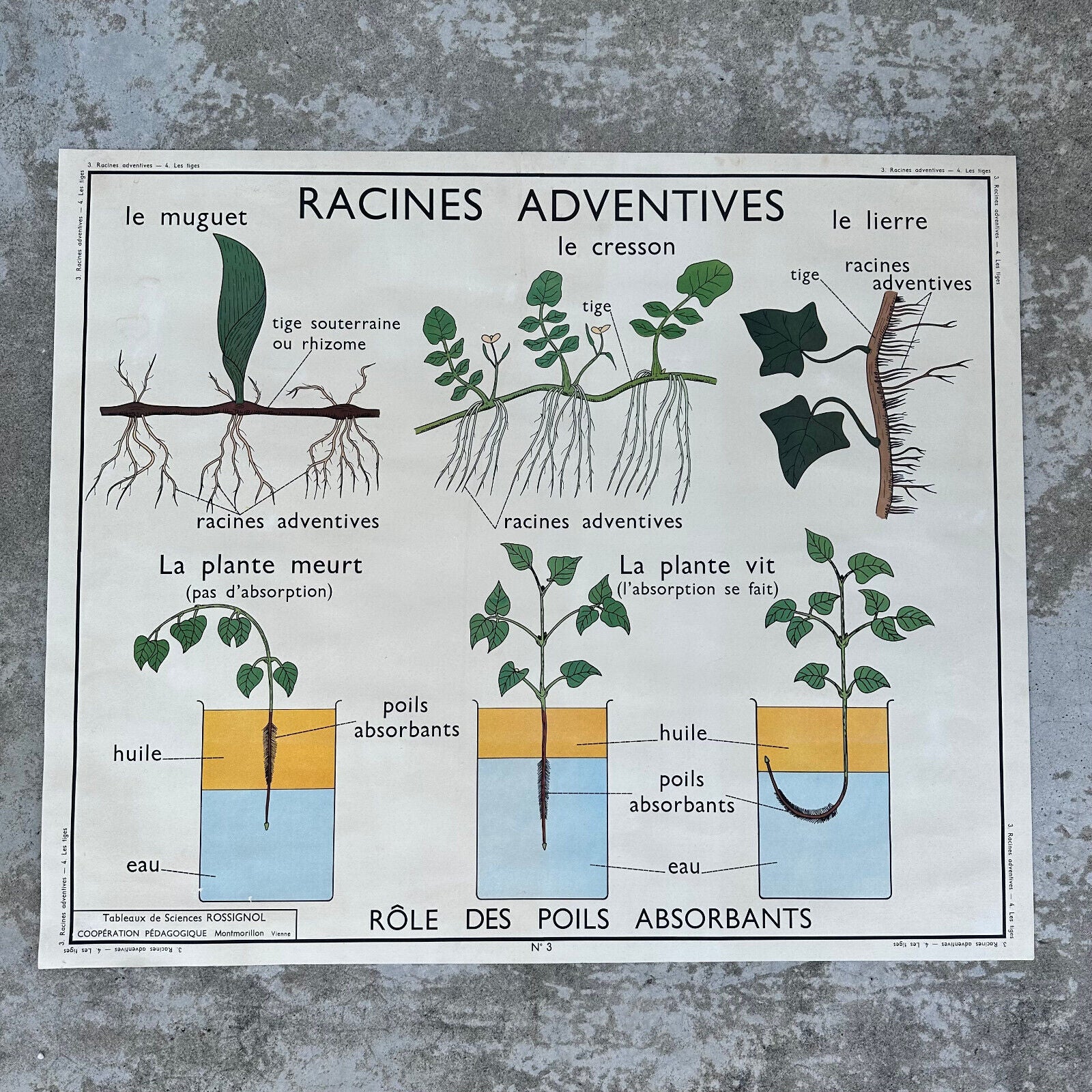 ROSSIGNOL Vintage French School Poster Science botanic Two Sides tiges 0512231 - Fleamarketfrance