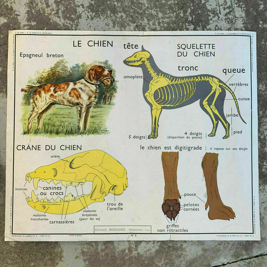 ROSSIGNOL MDI Vintage French School Poster anatomy Two Sides DOG 19071911 - Fleamarketfrance