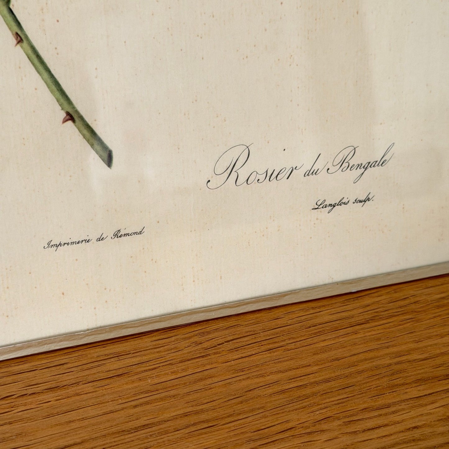 French Botanical Print Rose Redoute Style Lithograph Framed Vintage 1012253 no brand