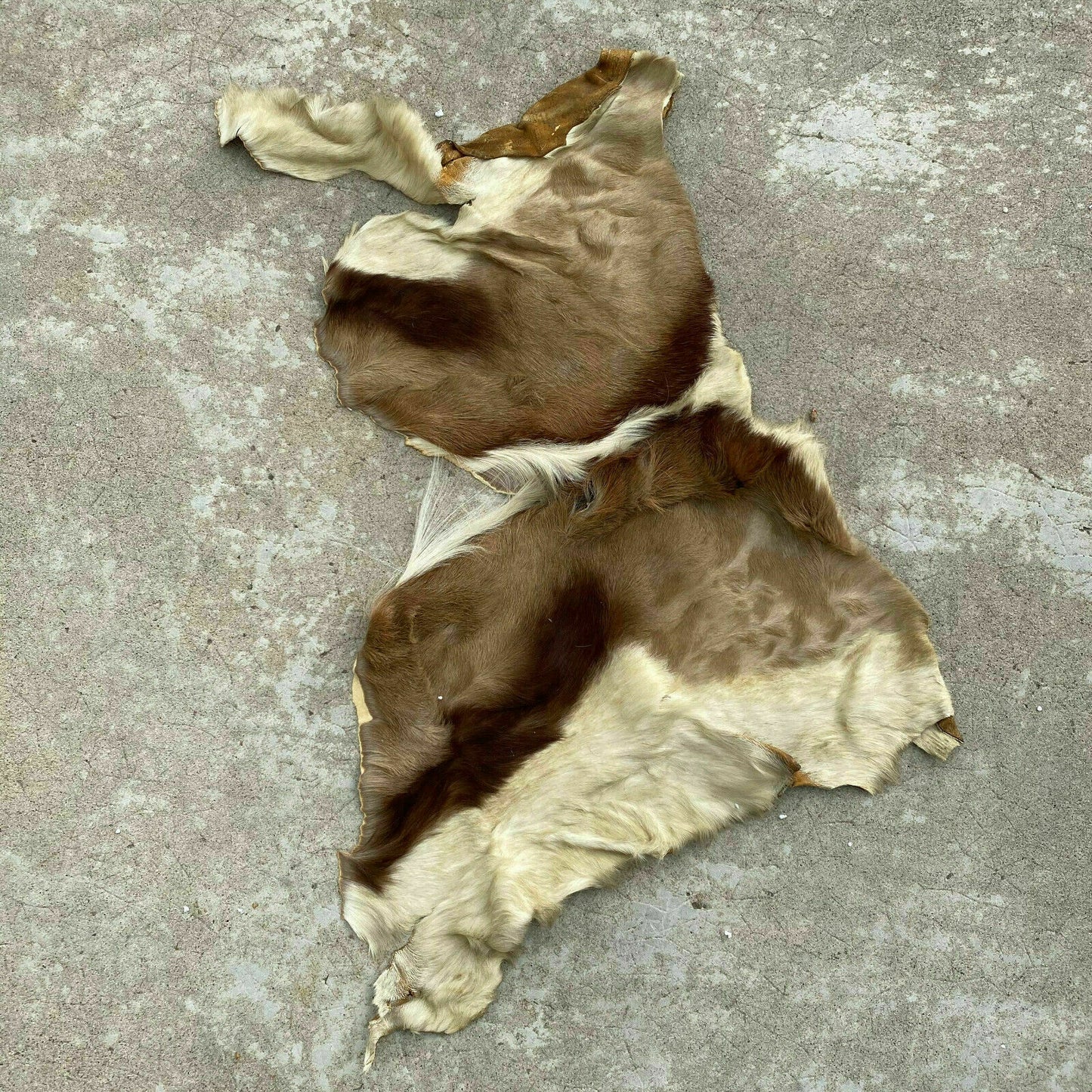 Vintage French Taxidermy Hide Goat Deer Fur Pelt Leather Skin 26032017 Fleamarketfrance