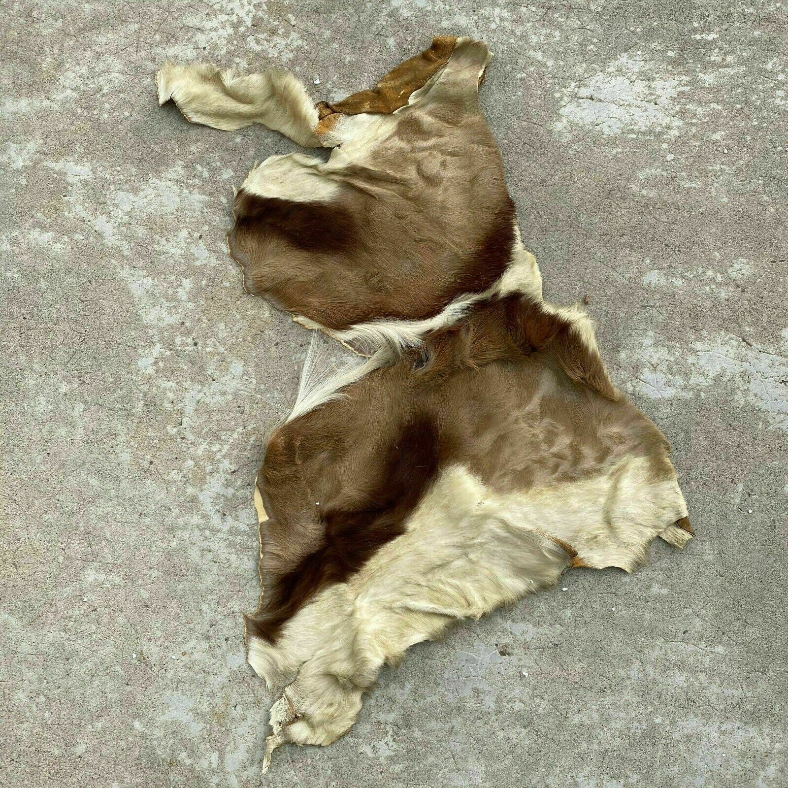 Vintage French Taxidermy Hide Goat Deer Fur Pelt Leather Skin 26032017 Fleamarketfrance