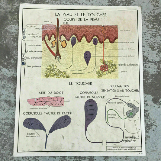 ROSSIGNOL MDI French School Poster Lesson anatomy Two Sides 1960's Skin 1612194 - Fleamarketfrance