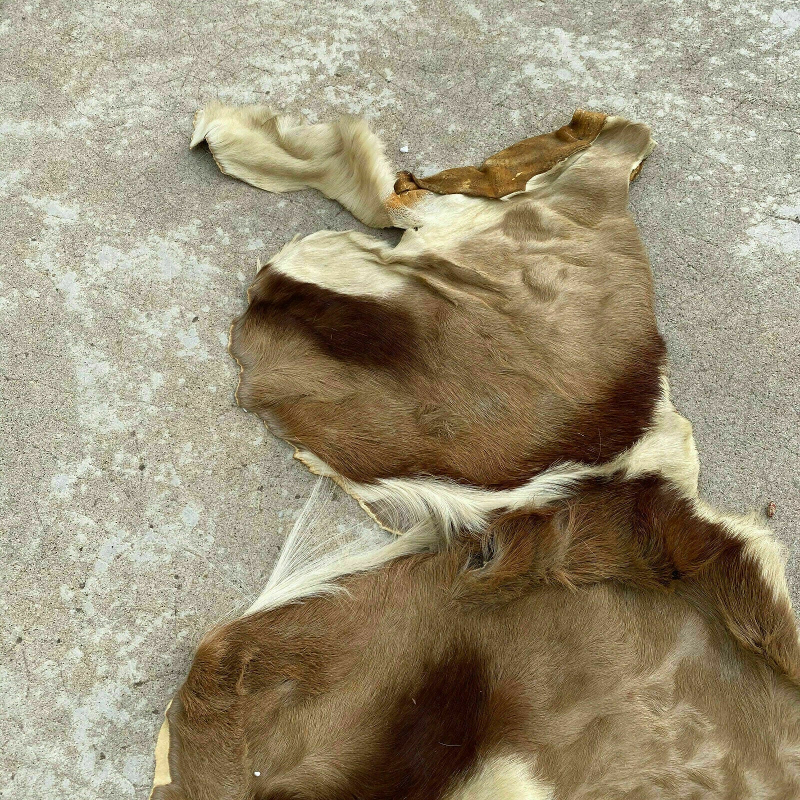 Vintage French Taxidermy Hide Goat Deer Fur Pelt Leather Skin 26032017 Fleamarketfrance