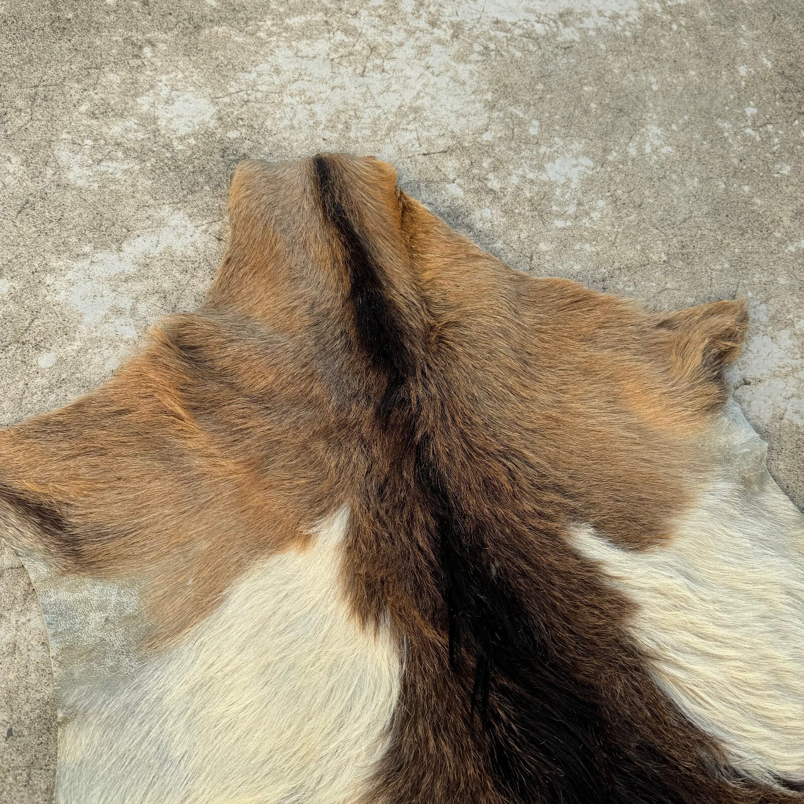 Vintage French Goat Hide Rug Natural Fur Pelt Taxidermy Decor 0208249 Fleamarketfrance