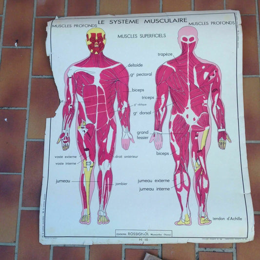 ROSSIGNOL Vintage French School Poster anatomy Two Sides 1950's-1960's 13 - Fleamarketfrance