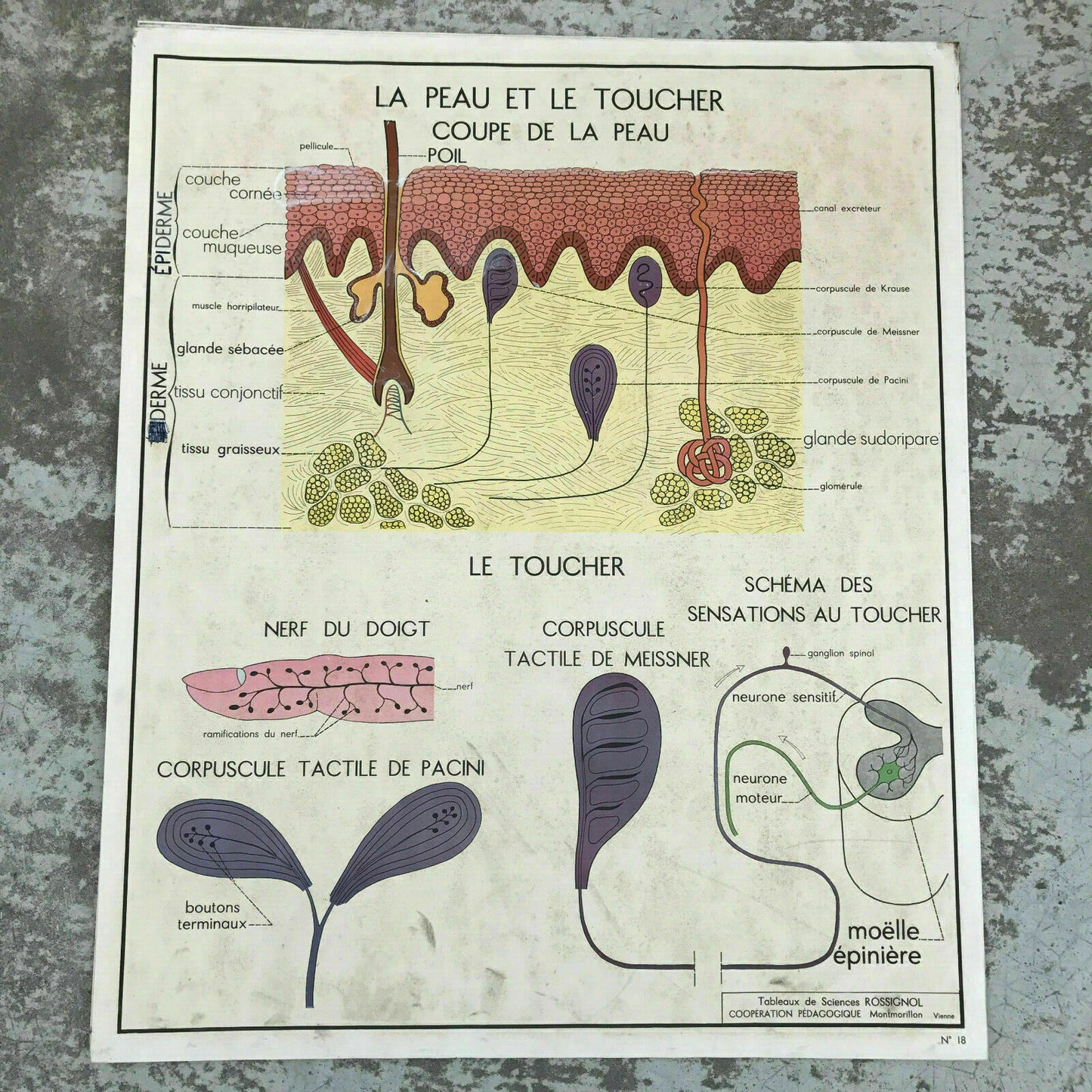 French Anatomy Poster Vintage School Educational Skin Touch Rossignol 1612194 Fleamarketfrance