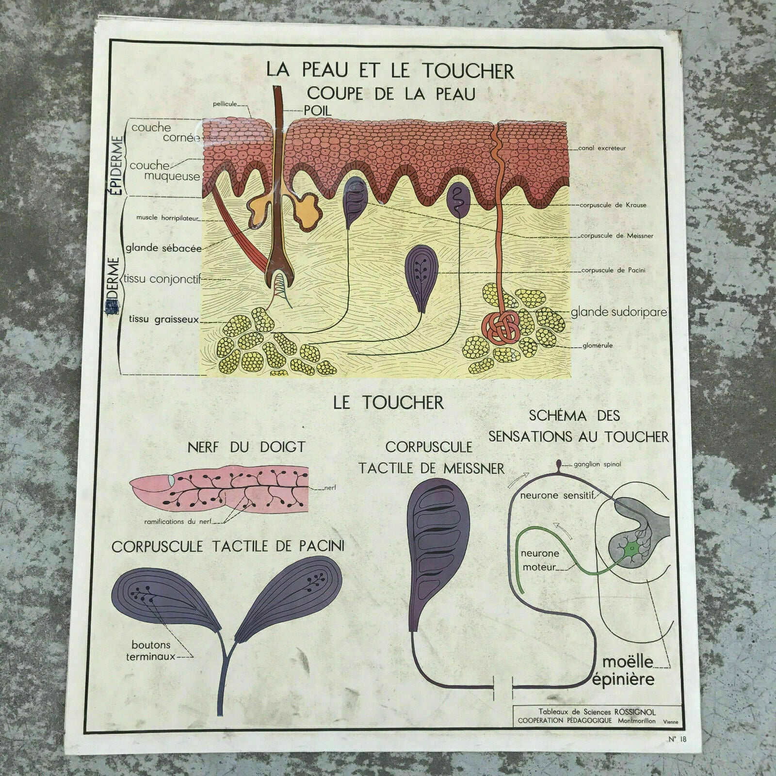 French Anatomy Poster Vintage School Educational Skin Touch Rossignol 1612194 Fleamarketfrance