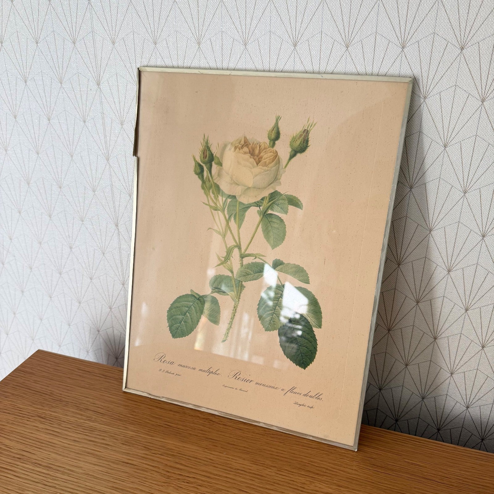 French Botanical Print Rosa Muscosa Rose Redoute Framed Lithograph 1012254 no brand