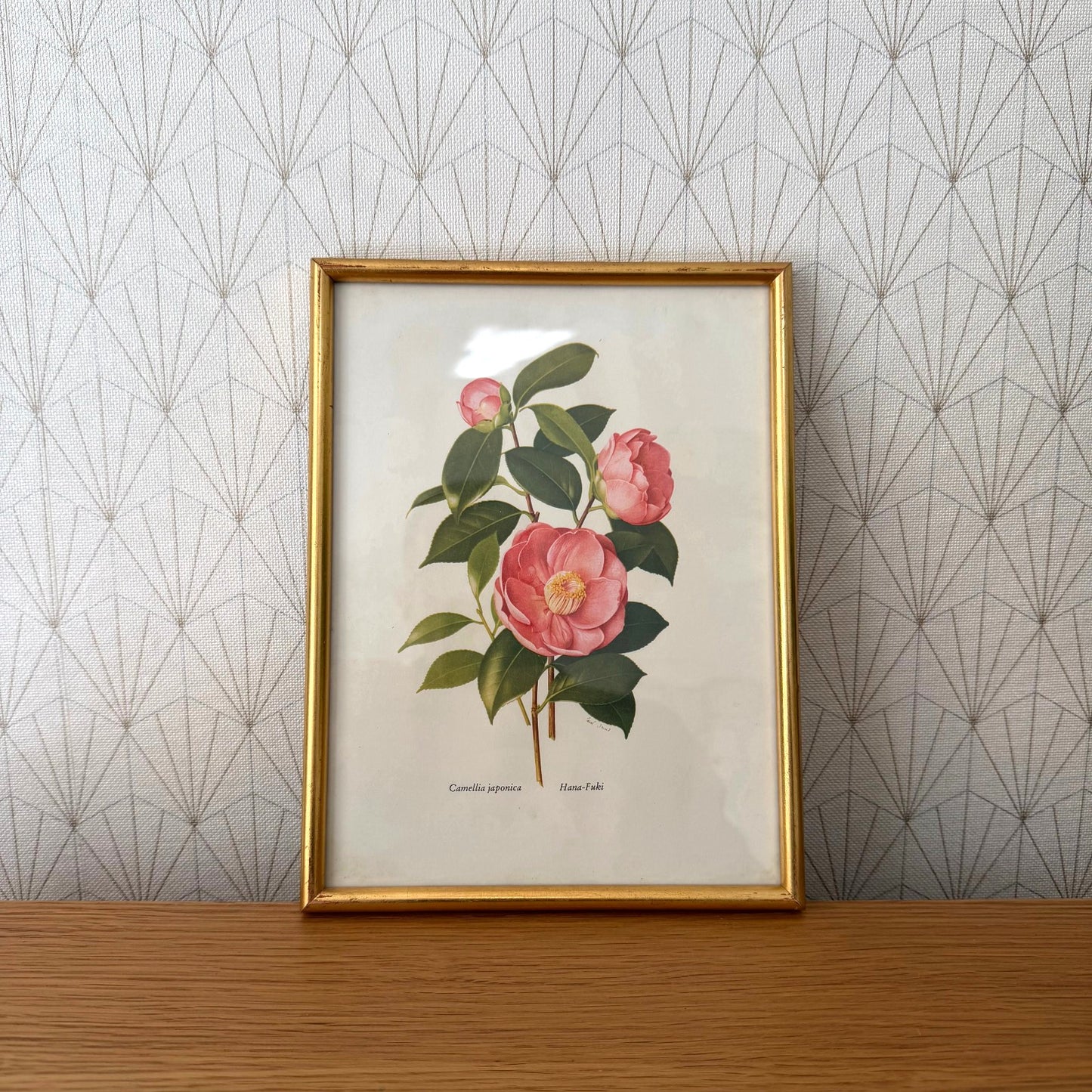 French Botanical Print Camellia Japonica Gold Framed Vintage Artwork 2409257 Fleamarketfrance : French vintage and antique decor