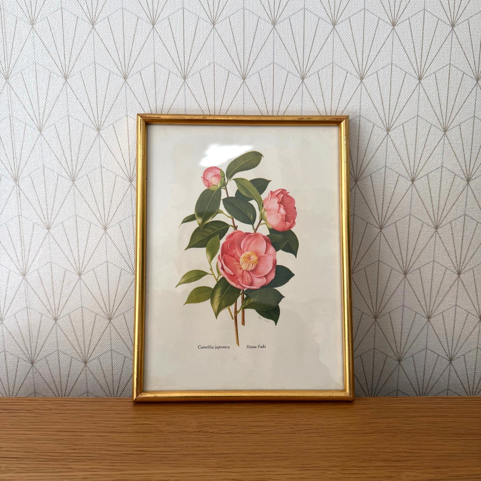 French Botanical Print Camellia Japonica Gold Framed Vintage Artwork 2409257 Fleamarketfrance : French vintage and antique decor