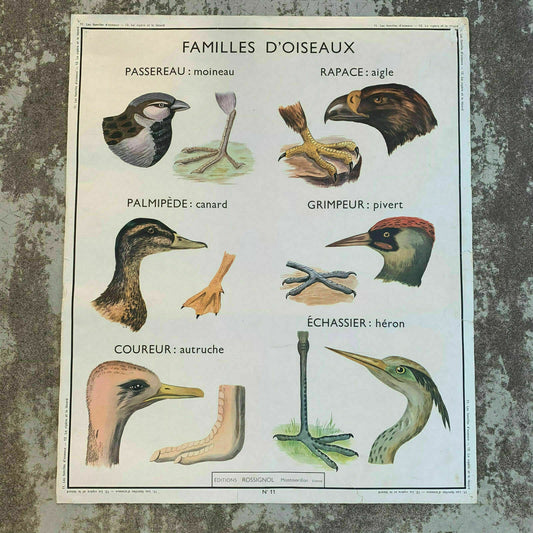 ROSSIGNOL MDI Vintage French School Poster anatomy Two Sides BIRDS 19071912 - Fleamarketfrance