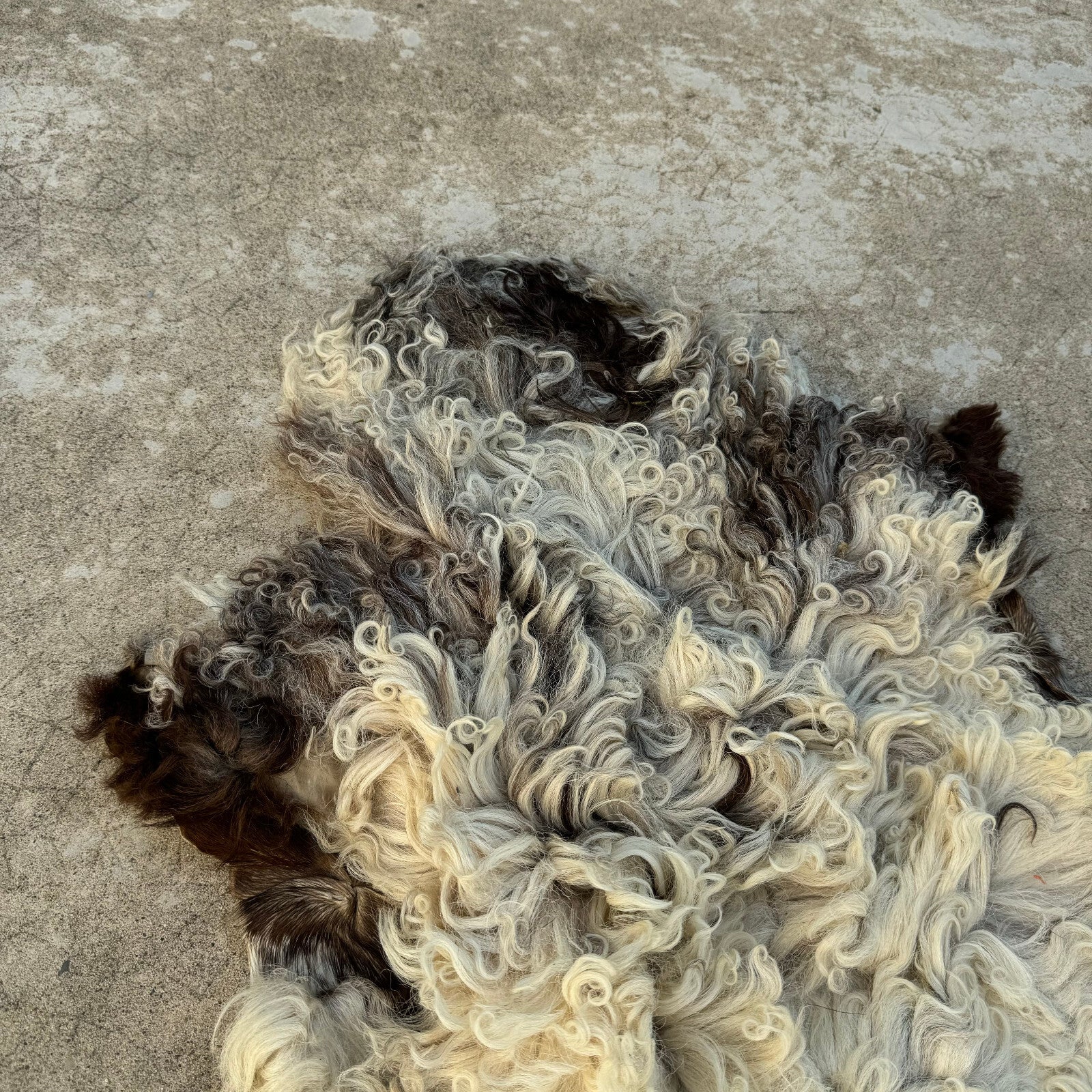 French Sheepskin Rug Curly Wool Vintage Natural Fleece Pelt 02082411 Fleamarketfrance