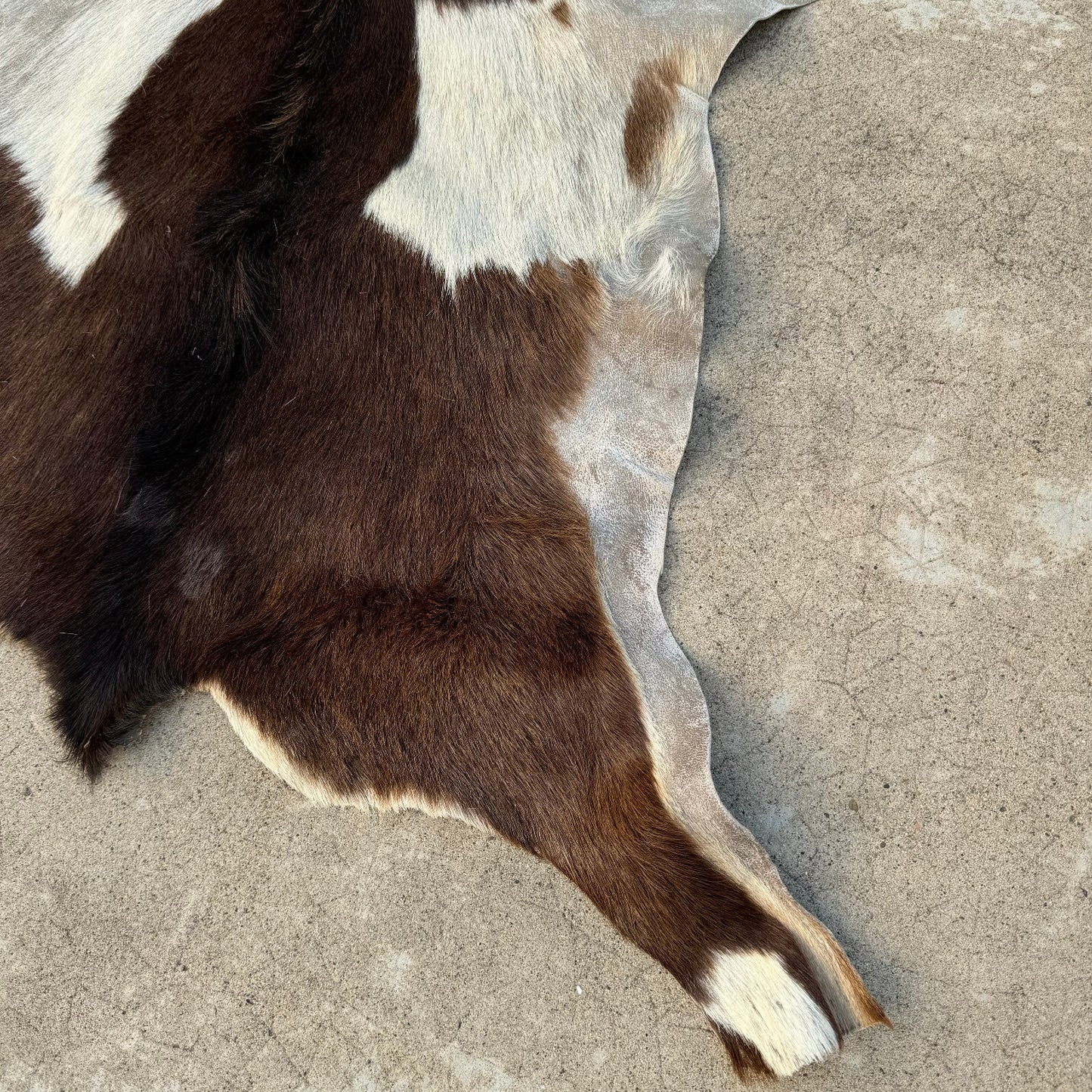 Vintage French Cowhide Rug Brown White Hair On Hide 41x21 0208248 Fleamarketfrance
