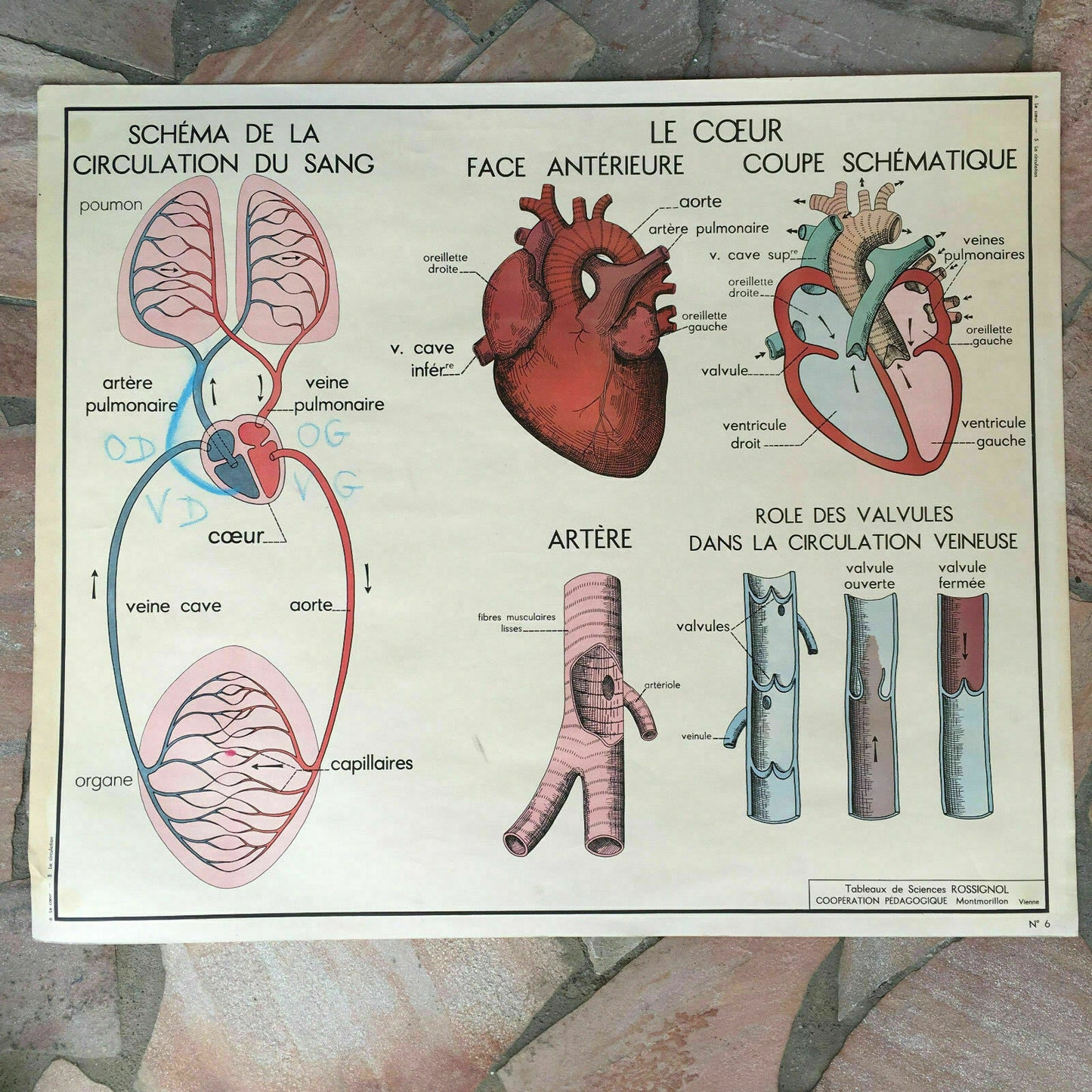 ROSSIGNOL Vintage French School Poster anatomy Two Sides BLOOD HEART 03021814 - Fleamarketfrance