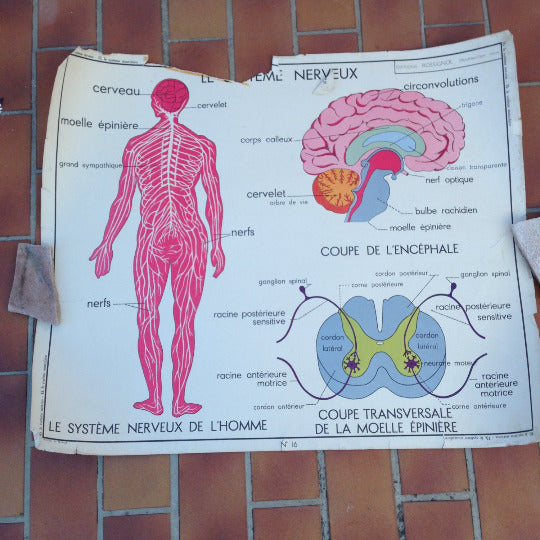 ROSSIGNOL Vintage French School Poster anatomy Two Sides 1950's-1960's 13 - Fleamarketfrance