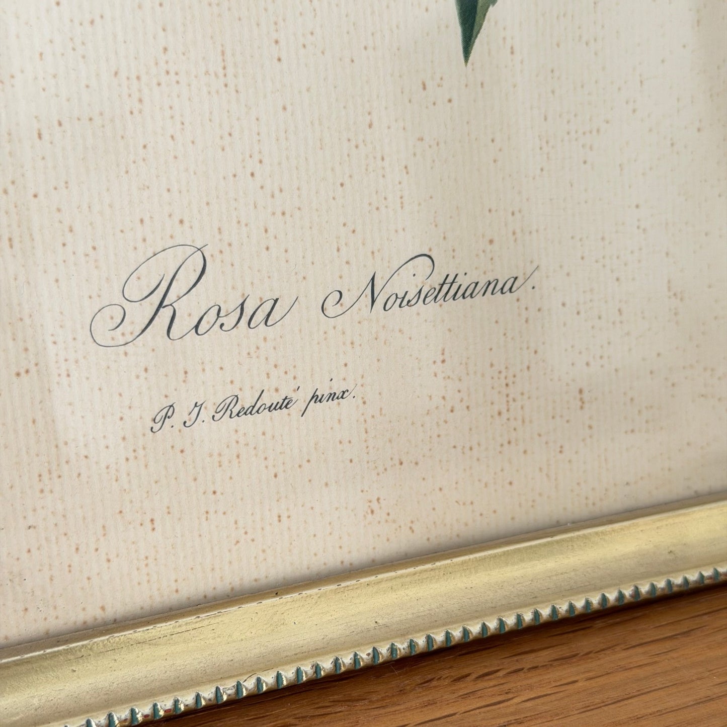 French Botanical Print Rosa Noisettiana Redoute Style Lithograph 1012251 no brand