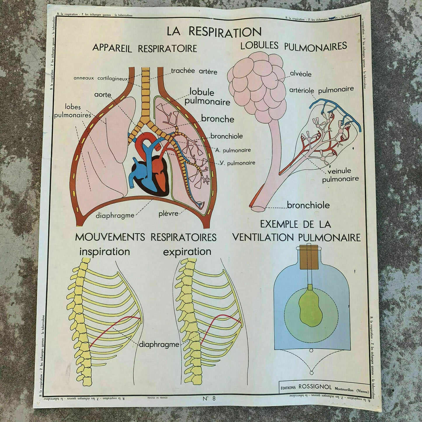 ROSSIGNOL MDI Vintage French School Poster anatomy Two Sides BREATHE 19071910 - Fleamarketfrance