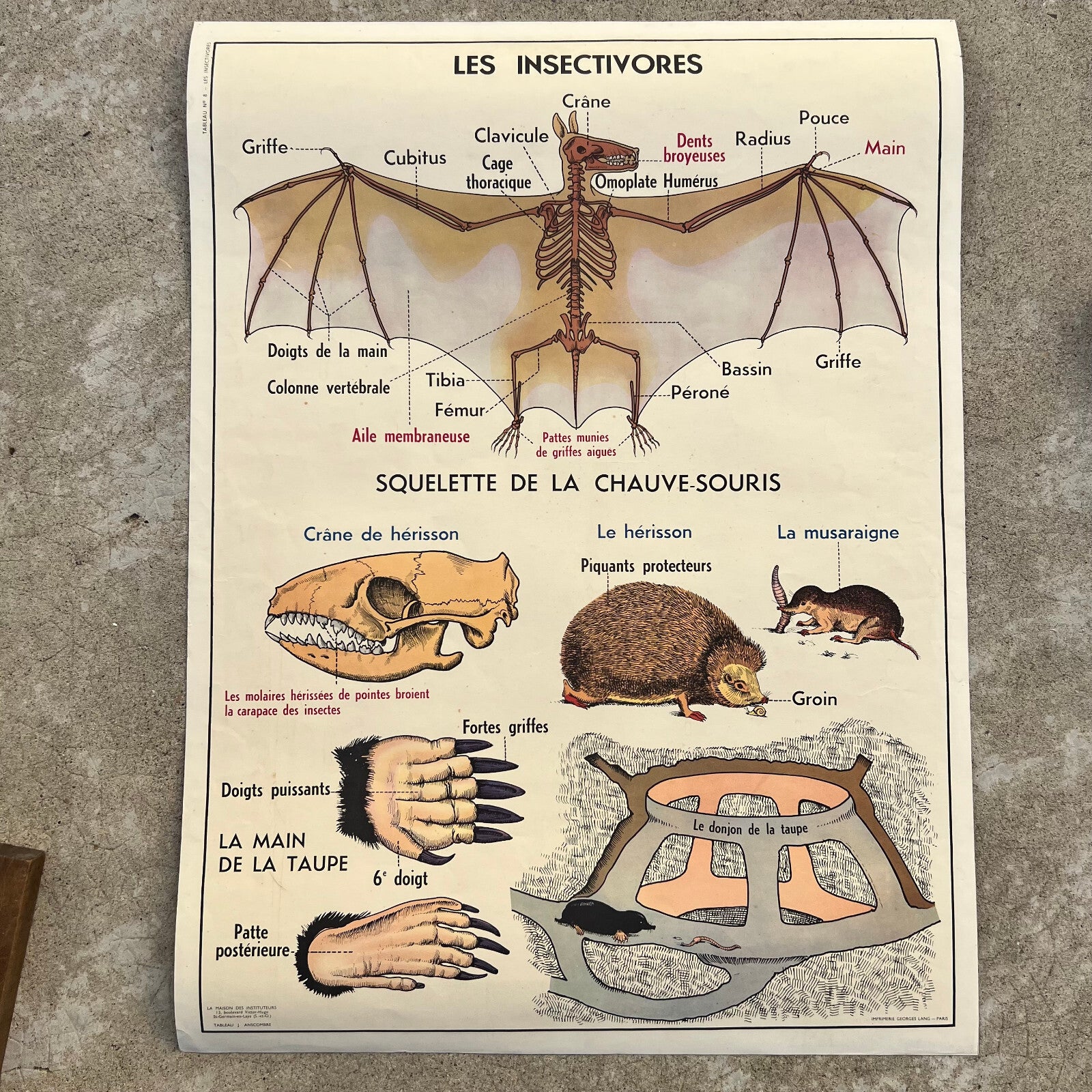 French School Poster Vintage Educational Chart Rabbit Bat Anatomy 18092220 Fleamarketfrance
