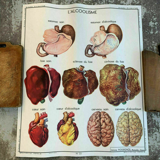 ROSSIGNOL MDI Vintage French School Poster anatomy Two Sides 1960's ears 1907191 - Fleamarketfrance