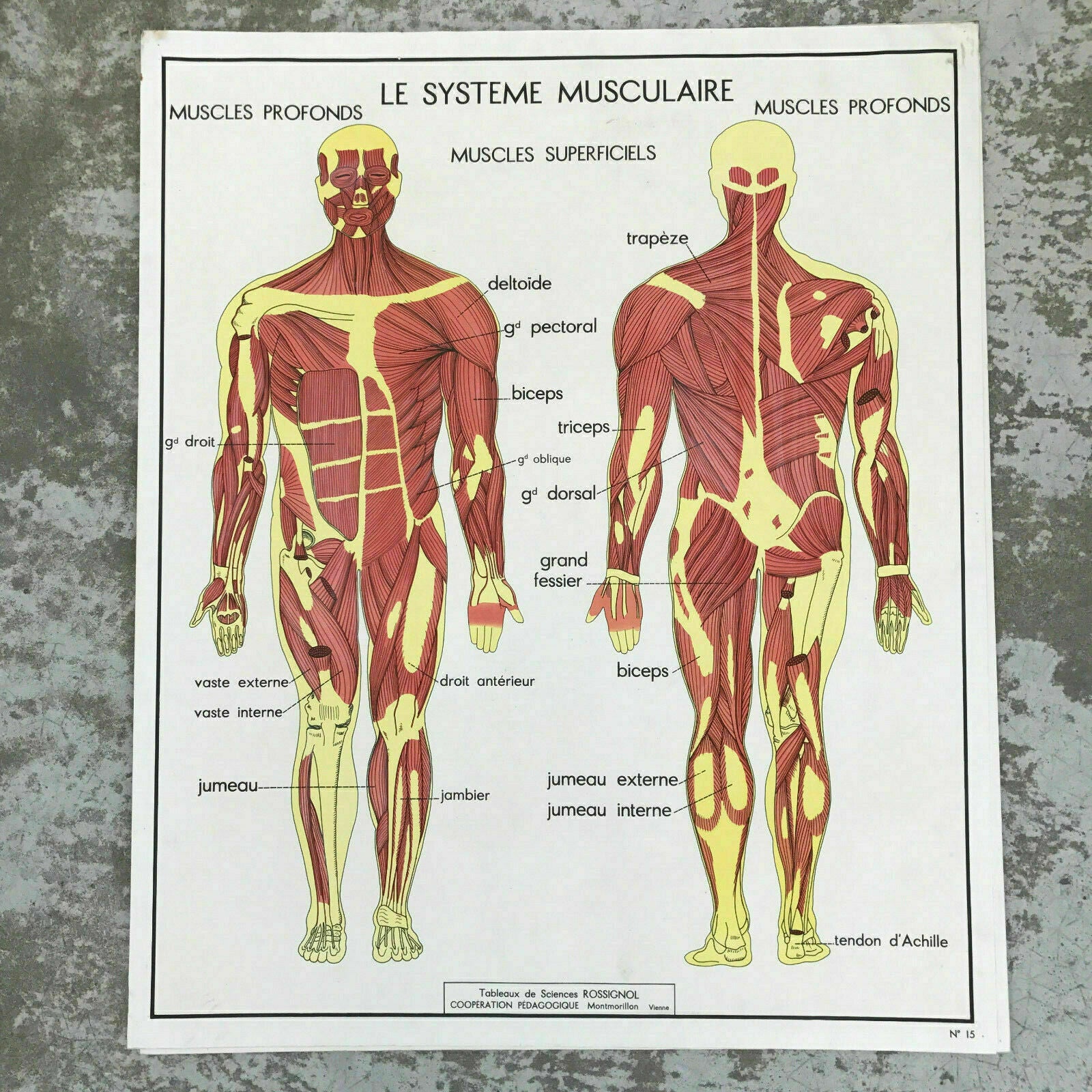 ROSSIGNOL MDI French School Poster Lesson anatomy Two Sides 1960's MUSCLE1612195 - Fleamarketfrance